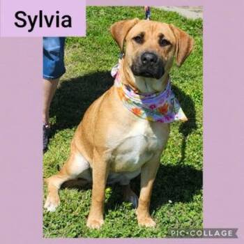 Rescue Mixed Breed Dogs for Adoption in New Iberia, Louisiana - Sylvia | PetCurious