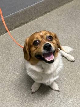 Rescue Terrier Dogs for Adoption in Las Vegas, Nevada - BUDDHA | PetCurious