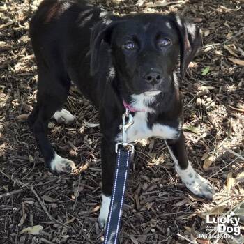 Pointer and Beagle Dogs Available for Adoption - Franny | PetCurious