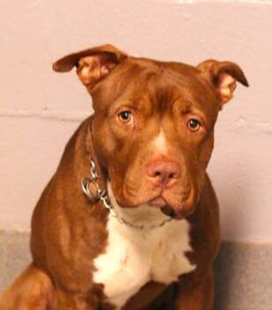 26-01566 -  Pit Bull Terrier Dog for Adoption in Fredericksburg, Virginia - 26-01566 | PetCurious