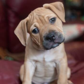 Rescue Mixed Breed and Pit Bull Terrier Dogs for Adoption in Hollister, Florida - Fat Fat | PetCurious