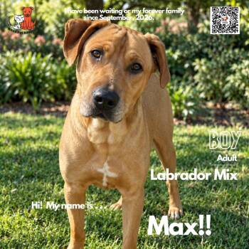 Max -  Yellow Labrador Retriever and Pit Bull Terrier Dog for Adoption in Westminster, California - Max | PetCurious