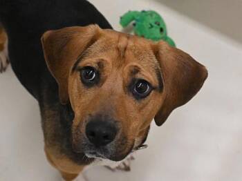 Beagle Dogs Available for Adoption - Buttercup | PetCurious