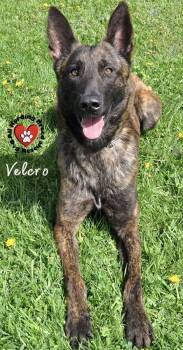 Dutch Shepherd Dogs Available for Adoption in Joliet, Illinois - Velcro | PetCurious