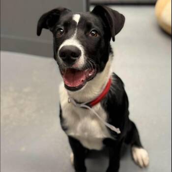 Buddy -  Border Collie and Mixed Breed Dog for Adoption in Tacoma, Washington - Buddy | PetCurious