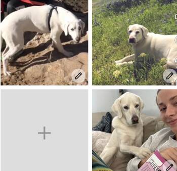 Luna -  Great Pyrenees and Catahoula Leopard Dog Dog for Adoption in New Braunfels, Texas - Luna | PetCurious