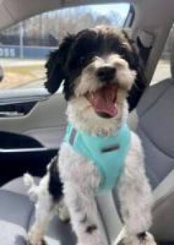 Chester Black -  Shih Tzu Dog for Adoption in Milton, Georgia - Chester Black | PetCurious