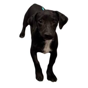 Dynamite -  Dachshund Dog for Adoption in Red Bluff, California - Dynamite | PetCurious