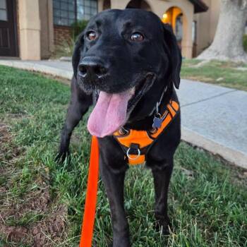 Benny -  Black Labrador Retriever Dog for Adoption in St. George, Utah - Benny | PetCurious
