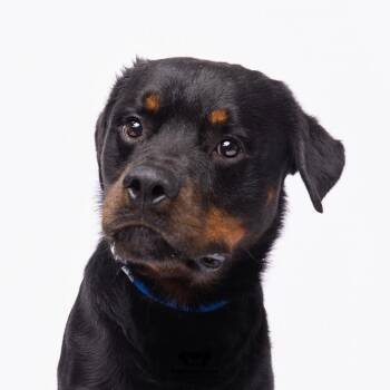 Cornelius -  Rottweiler Dog for Adoption in Tampa, Florida - Cornelius | PetCurious