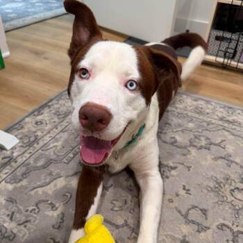 Grandpa -  American Staffordshire Terrier and Siberian Husky Dog for Adoption in Mooresville, North Carolina - Grandpa | PetCurious
