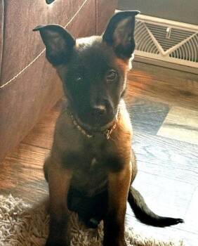 Belgian Shepherd Malinois Dogs Available for Adoption - **KEVIN** | PetCurious