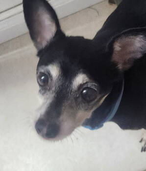 Rescue Miniature Pinscher and Chihuahua Dogs for Adoption in Oakland Park, Florida - Tori | PetCurious