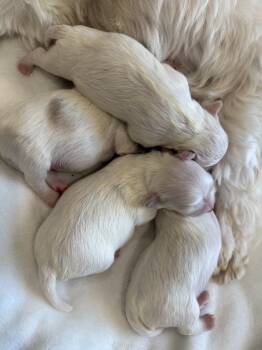 Casper  -  Maltese Dog for Sale in Sylva, North Carolina - Casper  | PetCurious