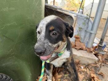 DOTA -  Australian Cattle Dog Blue Heeler and Mixed Breed Dog for Adoption in Rowlett, Texas - DOTA | PetCurious