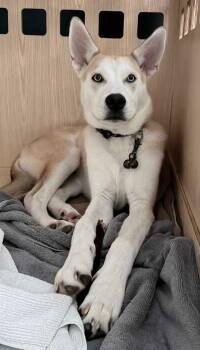 Orion -  Husky Dog for Adoption in Wake Forest, North Carolina - Orion | PetCurious