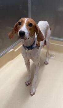 Brinley -  Foxhound Dog for Adoption in Burgaw, North Carolina - Brinley | PetCurious