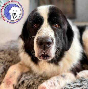 Rosie -  Great Pyrenees Dog for Adoption in Spring, Texas - Rosie | PetCurious