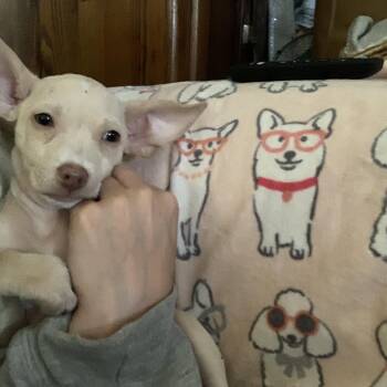 Rescue Chiweenie Dogs for Adoption in Claremont, California - Annabelle | PetCurious