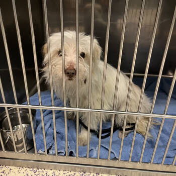 Rescue Lhasa Apso Dogs for Adoption in Northbrook, Illinois - Bolo | PetCurious