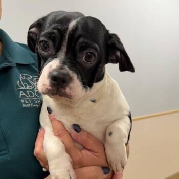 Crazy Frog -  Mixed Breed Dog for Adoption in Naperville, Illinois - Crazy Frog | PetCurious