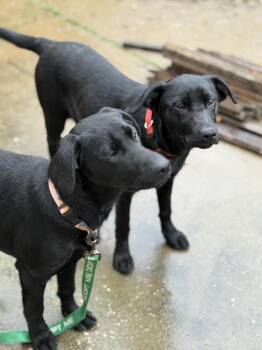 Labrador Retriever Dogs Available for Adoption - Dawn | PetCurious