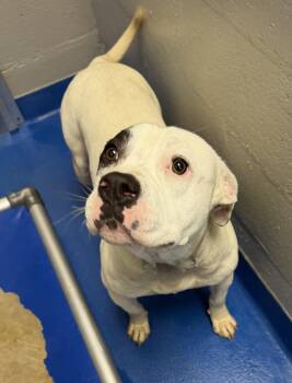 Kelsey -  Terrier Dog for Adoption in Lancaster, South Carolina - Kelsey | PetCurious