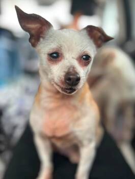 Edith -  Chihuahua Dog for Adoption in West Falls, New York - Edith | PetCurious