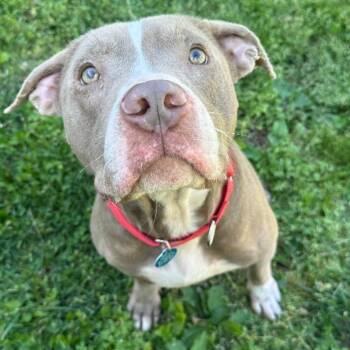 Terrier and Mixed Breed Dogs Available for Adoption in Mount Vernon, Indiana - Moe | PetCurious