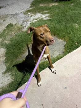 American Staffordshire Terrier Dogs Available for Adoption in San Antonio, Texas - TONKA | PetCurious