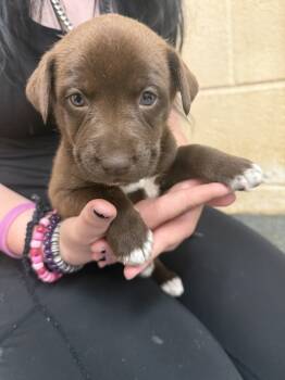 Rescue Terrier Dogs for Adoption in Corinth, Mississippi - Hazelnut 25D-357 | PetCurious