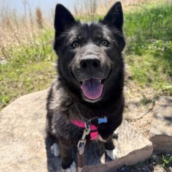 Shelby -  Siberian Husky and Mixed Breed Dog for Adoption in Wheaton, Illinois - Shelby | PetCurious