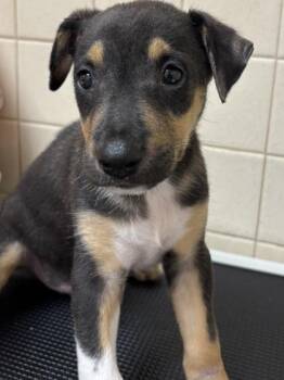 Ciros -  Terrier and Mixed Breed Dog for Adoption in San Antonio, Texas - Ciros | PetCurious