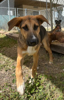 Rescue Shepherd and Mixed Breed Dogs for Adoption in San Antonio, Texas - Monster Truck | PetCurious