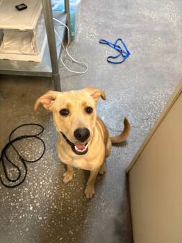 Mixed Breed Dogs Available for Adoption in Ocala, Florida - Bibble | PetCurious