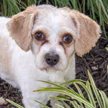 MILO -  Poodle and Cocker Spaniel Dog for Adoption in St. Louis, Missouri - MILO | PetCurious
