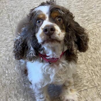 Cocker Spaniel Dogs Available for Adoption - Lola 22088 | PetCurious