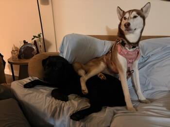 Husky Dogs Available for Adoption in Wake Forest, North Carolina - Mika | PetCurious
