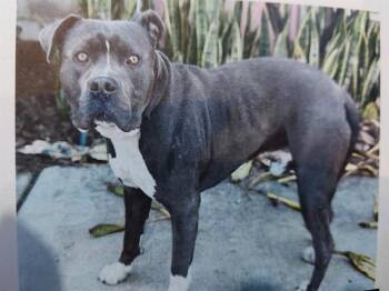 Pit Bull Terrier Dogs Available for Adoption - EEYORE | PetCurious