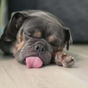 English Bulldog Dogs Available for Adoption in Henderson, Nevada - Snookie | PetCurious