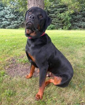 Meatball -  Rottweiler Dog for Adoption in Maryville, Missouri - Meatball | PetCurious