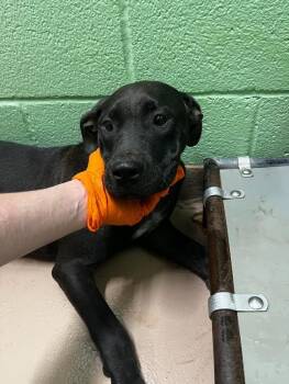 Pit Bull Terrier Dogs Available for Adoption in Nacogdoches, Texas - Friesian | PetCurious