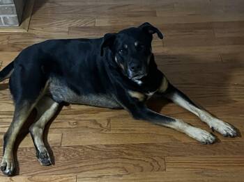 Rescue Labrador Retriever and Rottweiler Dogs for Adoption in Lawrenceville, Georgia - Duke | PetCurious