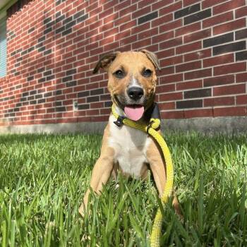 Caramel -  Black Mouth Cur Dog for Adoption in South Houston, Texas - Caramel | PetCurious
