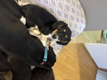 Beagle and Dachshund Dogs Available for Adoption - Elijah | PetCurious