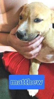 Labrador Retriever and Feist Dogs Available for Adoption in Rutherfordton, North Carolina - Matthew | PetCurious