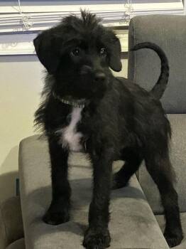Pip -  Poodle Dog for Adoption in Bowie, Maryland - Pip | PetCurious