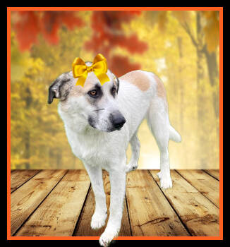 Rescue Great Pyrenees Dogs for Adoption in Mount Laurel Township, New Jersey - BRANDY | PetCurious