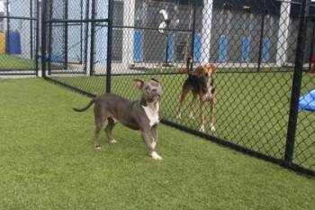 RHONDA -  Staffordshire Bull Terrier and Mixed Breed Dog for Adoption in Kenansville, North Carolina - RHONDA | PetCurious