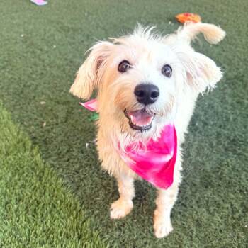 Carly -  Terrier and Silky Terrier Dog for Adoption in Phoenix, Arizona - Carly | PetCurious